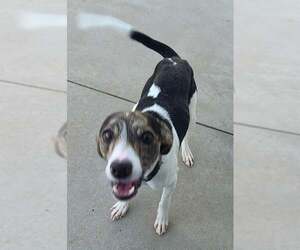 Rat Terrier Dogs for adoption in Knoxville, IA, USA