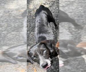 Labrador Retriever-Unknown Mix Dogs for adoption in Conroe, TX, USA