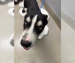 Sharberian Husky Dogs for adoption in Las Vegas, NV, USA