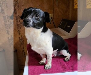 Jack Russell Terrier-Unknown Mix Dogs for adoption in Greenville, SC, USA