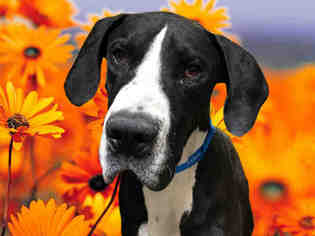 Great Dane Dogs for adoption in Fairfield, CA, USA