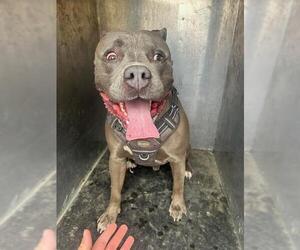 American Pit Bull Terrier Dogs for adoption in West Valley, UT, USA