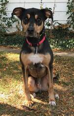 Doberman Pinscher-Unknown Mix Dogs for adoption in Littleton, CO, USA