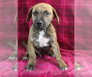Boxer Dogs for adoption in Morton Grove, IL, USA