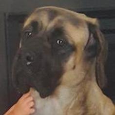Mastiff Dogs for adoption in Silver Spring, MD, USA