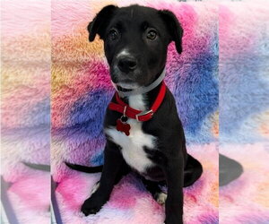 American Staffordshire Terrier-Labrador Retriever Mix Dogs for adoption in Lakewood, CO, USA