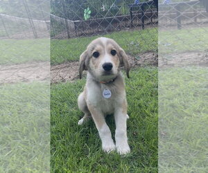 Great Pyrenees-Unknown Mix Dogs for adoption in Rockaway, NJ, USA