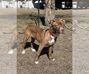 Small American Pit Bull Terrier Mix