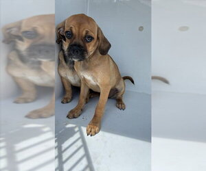 Puggle Dogs for adoption in Houston, TX, USA