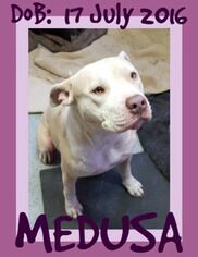American Pit Bull Terrier Dogs for adoption in Sebec, ME, USA
