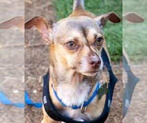 Chihuahua-Unknown Mix Dogs for adoption in Kennesaw, GA, USA