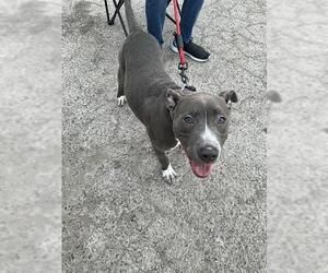 American Staffordshire Terrier-Unknown Mix Dogs for adoption in San Antonio, TX, USA
