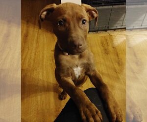 Unknown-Vizsla Mix Dogs for adoption in Nazareth, PA, USA