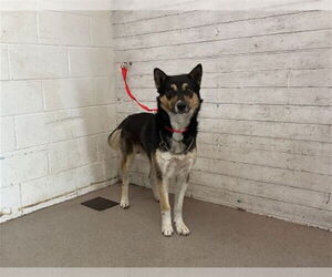 German Shepherd Dog Dogs for adoption in San Bernardino, CA, USA
