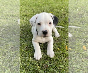 American Bulldog-Unknown Mix Dogs for adoption in Clarkston, MI, USA