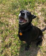 Doxle Dogs for adoption in Waynesboro, PA, USA