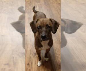 Puggle Dogs for adoption in Nashville, TN, USA