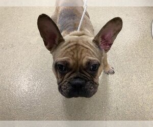 French Bulldog Dogs for adoption in Long Beach, CA, USA