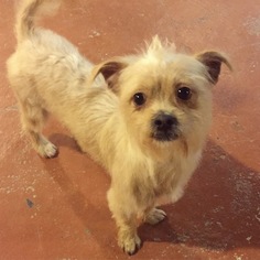 Cairn Terrier-Unknown Mix Dogs for adoption in Winamac, IN, USA