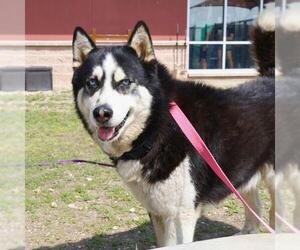 - Mix Dogs for adoption in San Antonio, TX, USA