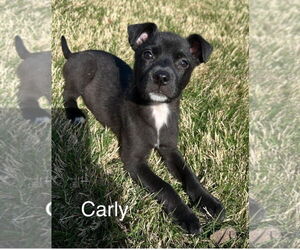 Aussiedoodle Miniature  Dogs for adoption in Parker Ford, PA, USA