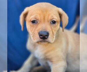 Labrador Retriever-Unknown Mix Dogs for adoption in San Diego, CA, USA