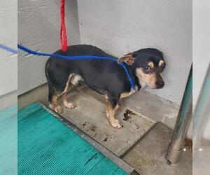 Chihuahua Dogs for adoption in Camarillo, CA, USA