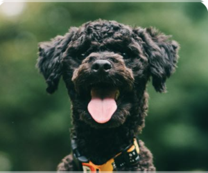 Poodle (Miniature) Dogs for adoption in San Ramon, CA, USA