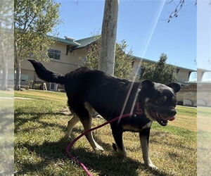 Pug-Unknown Mix Dogs for adoption in Riverside, CA, USA