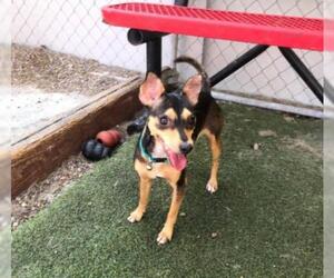 Chipin Dogs for adoption in El Cajon, CA, USA