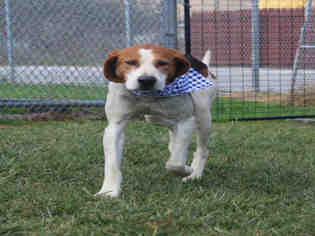 Treeing Walker Coonhound Dogs for adoption in Waynesville, NC, USA