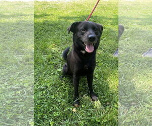 Labrador Retriever-Unknown Mix Dogs for adoption in Sparta, TN, USA