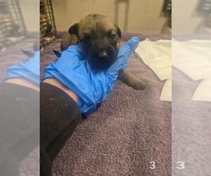 German Shepherd Dog Dogs for adoption in Modesto, CA, USA