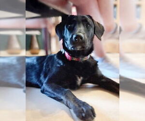 Mutt Dogs for adoption in Genesee, WI, USA