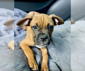 Boxer-Unknown Mix Dogs for adoption in Dumont, NJ, USA