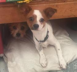 ShiChi Dogs for adoption in Phoenix , AZ, USA