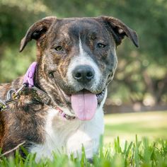 Boxer Dogs for adoption in HOUSTON, TX, USA