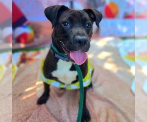 Labrador Retriever-Staffordshire Bull Terrier Mix Dogs for adoption in Long Beach, CA, USA