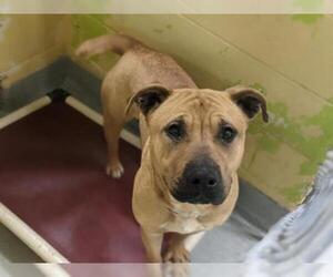 Staffordshire Bull Terrier Dogs for adoption in Tulsa, OK, USA