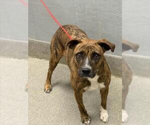 American Pit Bull Terrier-Unknown Mix Dogs for adoption in Las Vegas, NV, USA