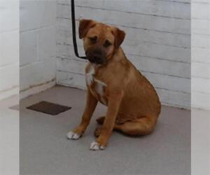 American Pit Bull Terrier-German Shepherd Dog Mix Dogs for adoption in San Bernardino, CA, USA