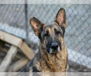 German Shepherd Dog Dogs for adoption in Atlanta, GA, USA