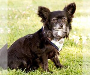 Chion Dogs for adoption in Marina del Rey, CA, USA