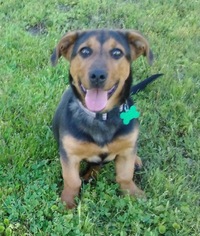 Basschshund Dogs for adoption in Pawtucket, RI, USA
