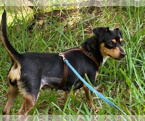 Jack Russell Terrier-Unknown Mix Dogs for adoption in Okeechobee, FL, USA