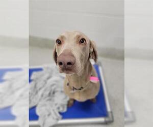 Weimaraner Dogs for adoption in Fort Collins, CO, USA