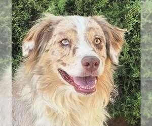 Australian Shepherd Dogs for adoption in Albuquerque, NM, USA