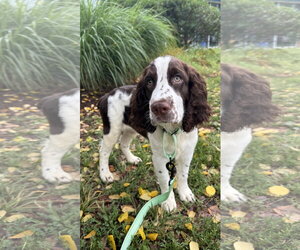 English Springer Spaniel Dogs for adoption in Sykesville, MD, USA