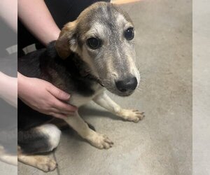 Mutt Dogs for adoption in Bentonville, AR, USA