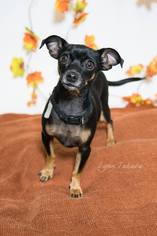 Chipin Dogs for adoption in Woodland, CA, USA